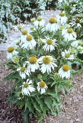 echinacea purpurea