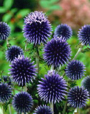 echinops bannaticu