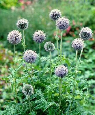 echinops bannaticu