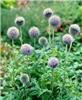 echinops bannaticu