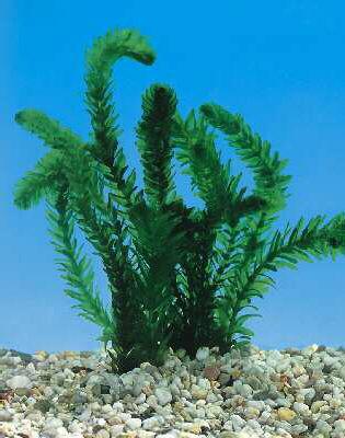 egeria densa (elodea densa)
