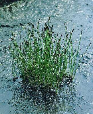 eleocharis palustr