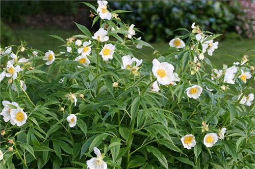 emodi Late Windflower