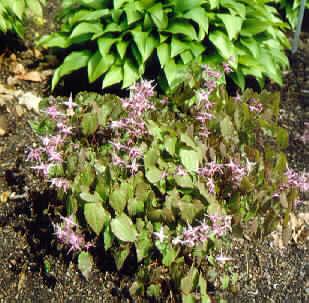 epimedium grandifl