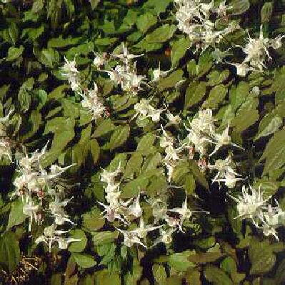 epimedium grandifl
