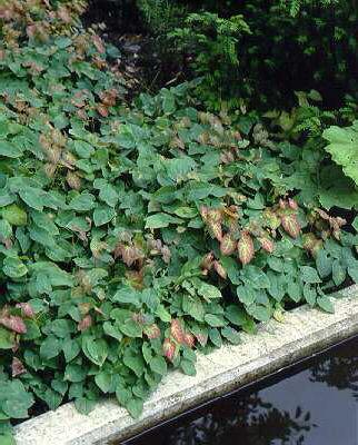 epimedium perralch