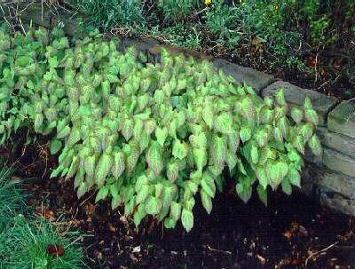 epimedium pinnatum