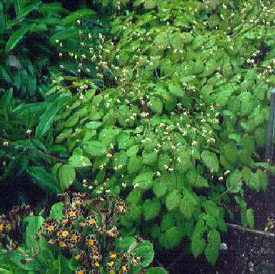 epimedium pubigeru