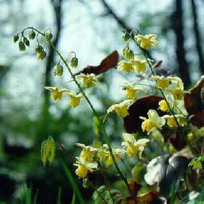 epimedium versicol