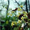 epimedium versicol