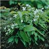 epimedium youngian
