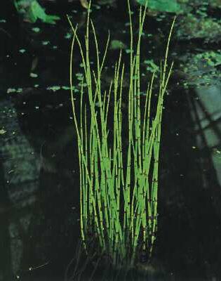 equisetum fluviate