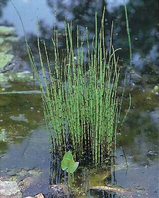 equisetum hyemale