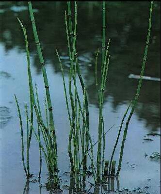 equisetum japonicu