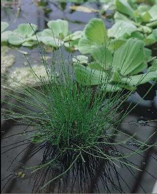 equisetum scirpoid