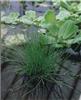 equisetum scirpoid