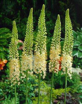 eremurus isabellin
