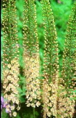 eremurus isabellin