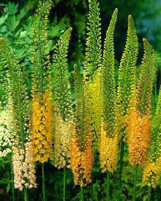 eremurus isabellin