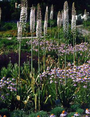 eremurus robustus
