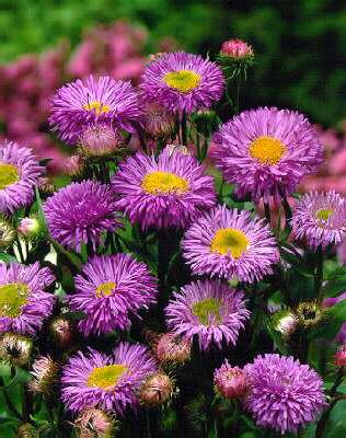 erigeron azure bea