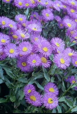 erigeron dunkelst 