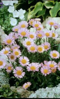 erigeron foersters