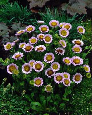 erigeron glaucus