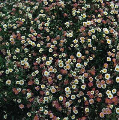erigeron karvinski