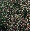 erigeron karvinski