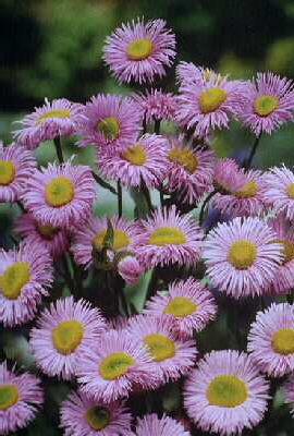 erigeron rosa juwe