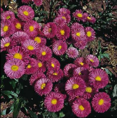 erigeron rotes meer