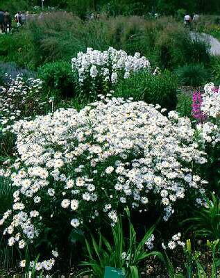 erigeron sommerneu
