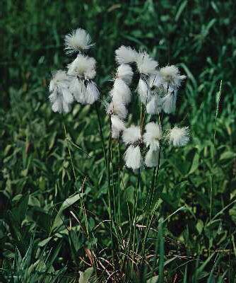 eriophorum angusti