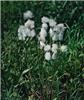 eriophorum angusti