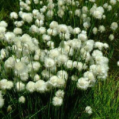 eriophorum vaginat