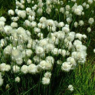 eriophorum vaginat