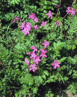 erodium manescavii