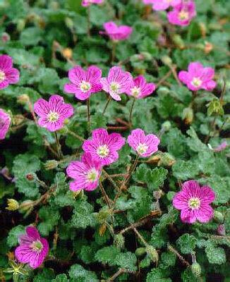 erodium variabile 