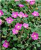 erodium variabile 