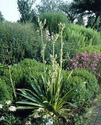 eryngium agavifoli