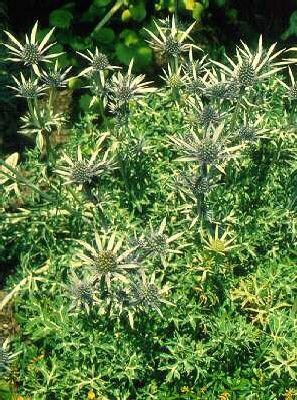 eryngium bourgatii