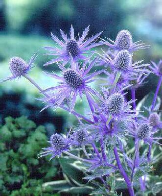 eryngium jos eijki