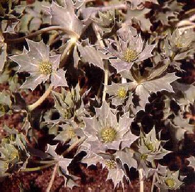 eryngium maritimum
