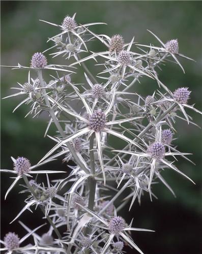 eryngium variifoli