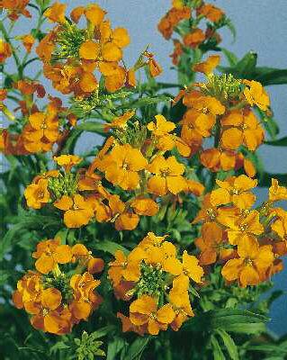 erysimum allionii (cheiranthus allionii)