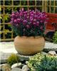 erysium bowles mau