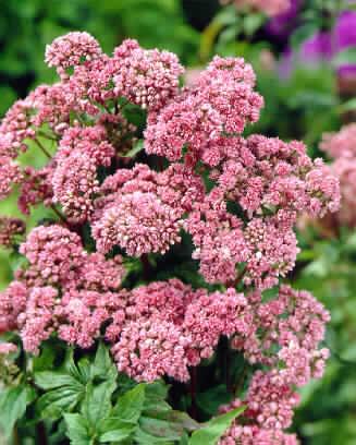 eupatorium cannabi