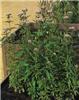 eupatorium cannabi