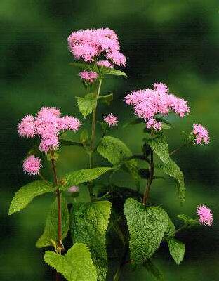 eupatorium perfoliatum